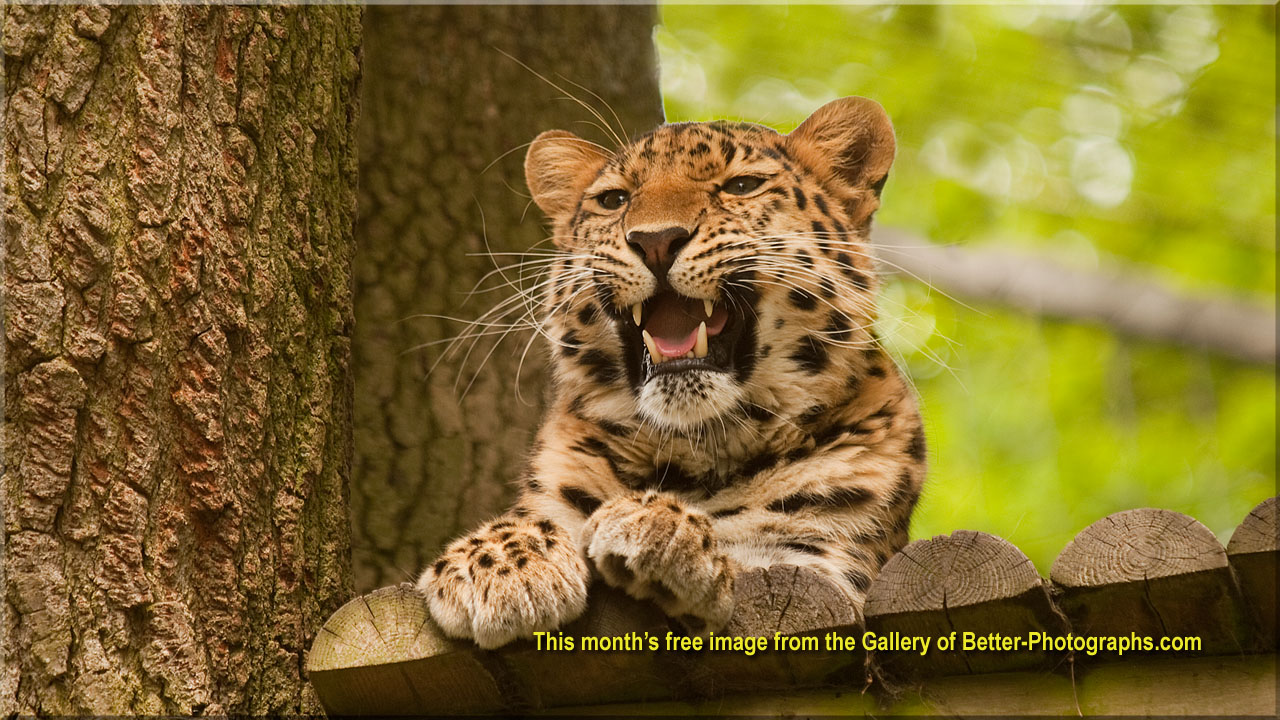 Better Photographs - Free Downloadable Photographs