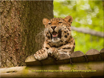 Amur Leopard