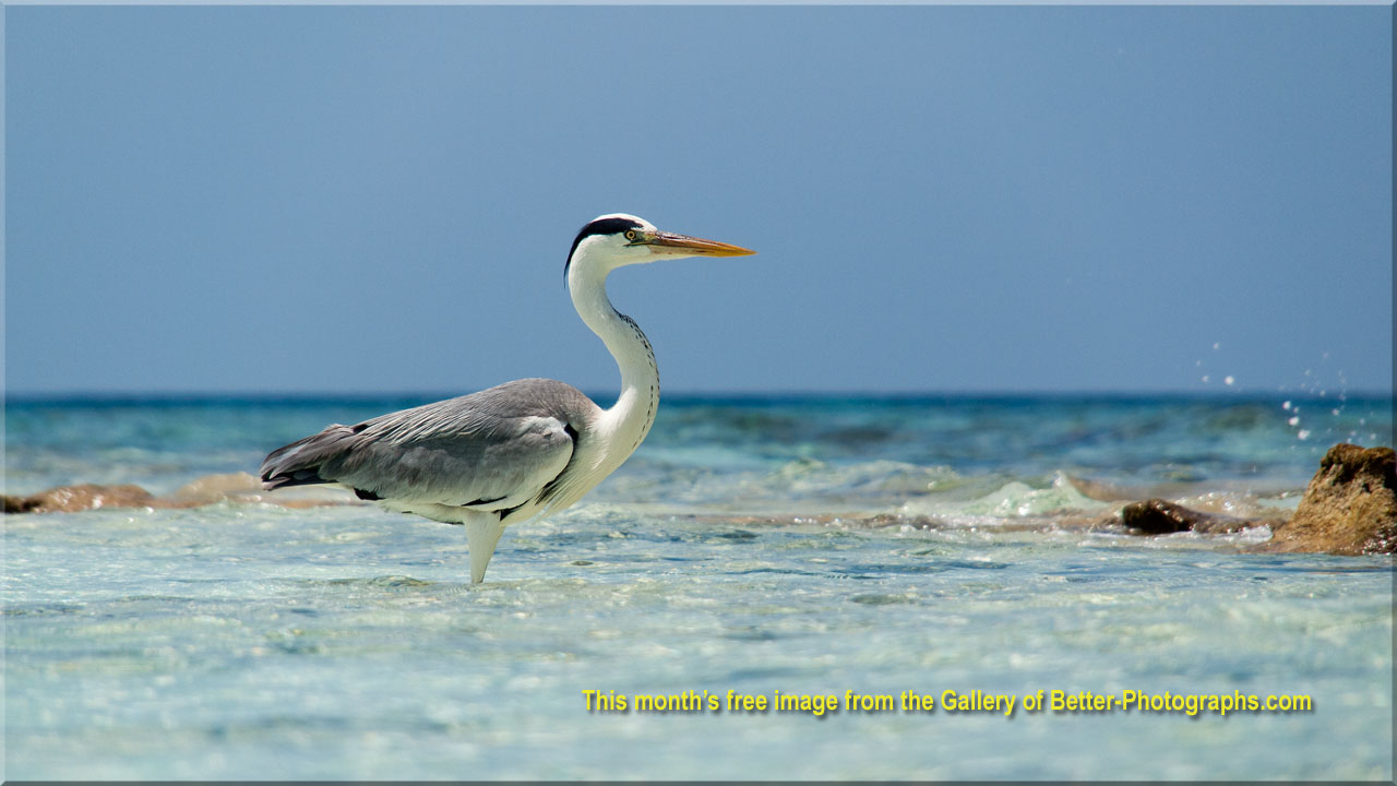 Better Photographs - Free Downloadable Photographs
