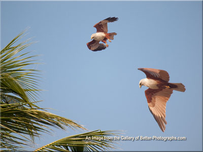 Brahminy Kites