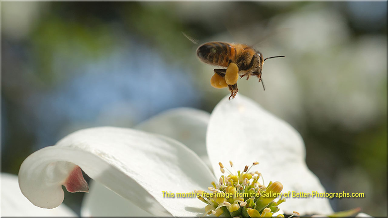 Better Photographs - Free Downloadable Photographs