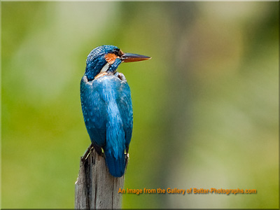 Kingfisher