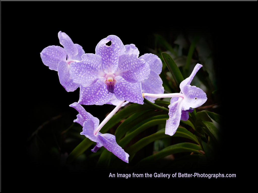 Better Photographs - Free Downloadable Photographs