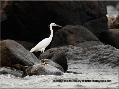 Little Egret