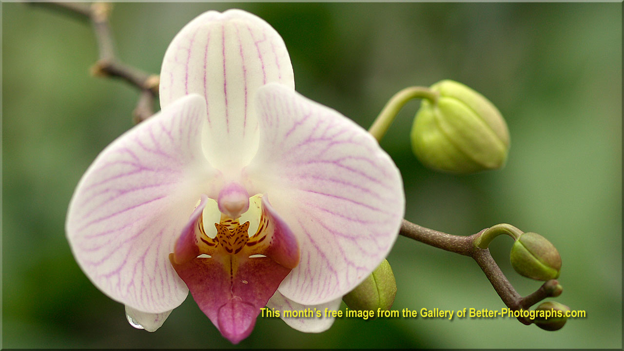 Better Photographs - Free Downloadable Photographs