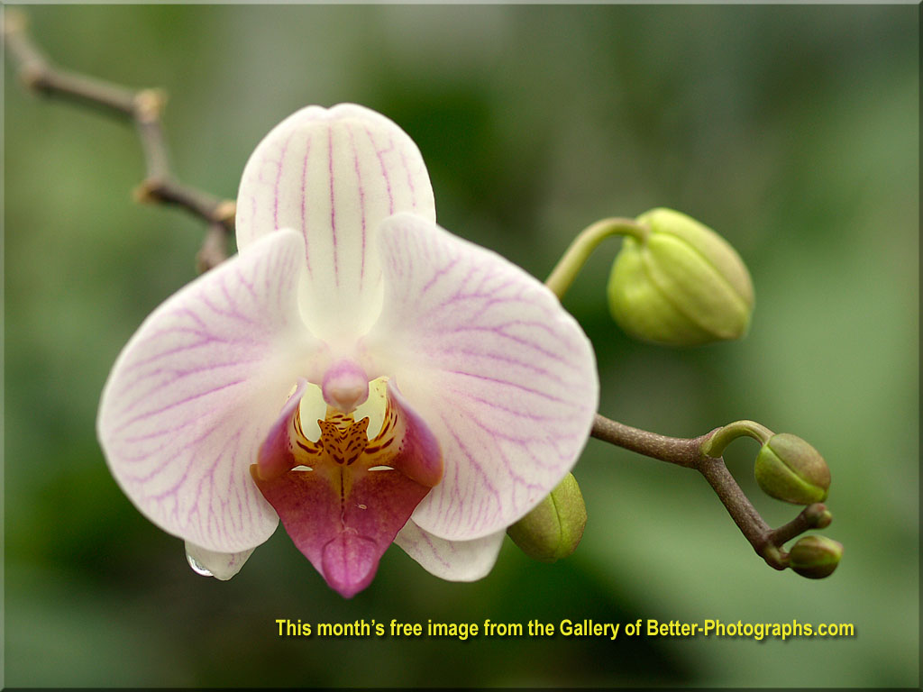 Better Photographs - Free Downloadable Photographs