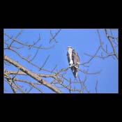 Click for Larger Image