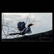 Click for Larger Image