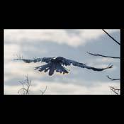 Click for Larger Image