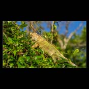 Click for Larger Image