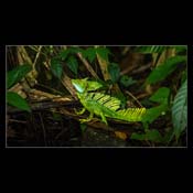 Click for Larger Image