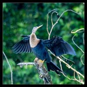 Click for Larger Image