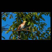 Click for Larger Image