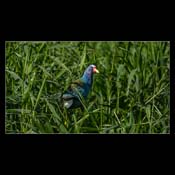 Click for Larger Image