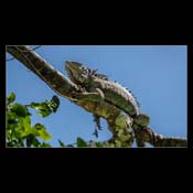 Click for Larger Image