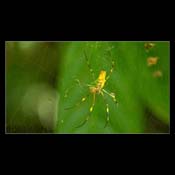 Click for Larger Image