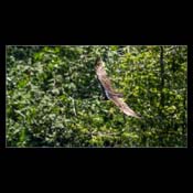 Click for Larger Image