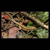 Click for Larger Image