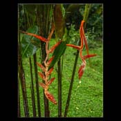 Click for Larger Image