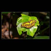 Click for Larger Image