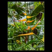 Click for Larger Image