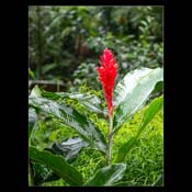 Click for Larger Image