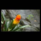 Click for Larger Image