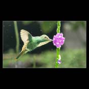 Click for Larger Image