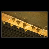 Click for Larger Image