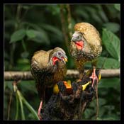 Click for Larger Image