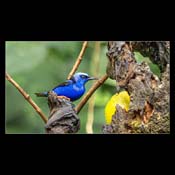 Click for Larger Image