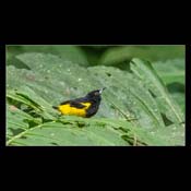 Click for Larger Image