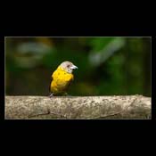 Click for Larger Image