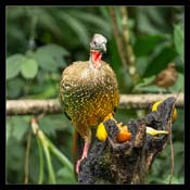 Click for Larger Image