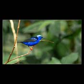 Click for Larger Image