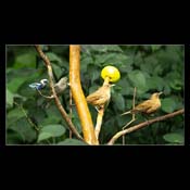 Click for Larger Image