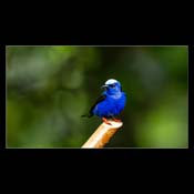 Click for Larger Image