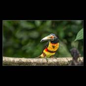 Click for Larger Image