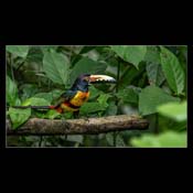 Click for Larger Image