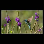 Click for Larger Image