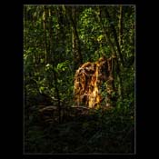 Click for Larger Image