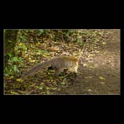 Click for Larger Image