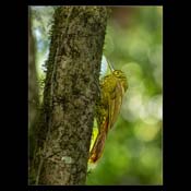 Click for Larger Image