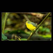 Click for Larger Image