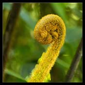 Click for Larger Image