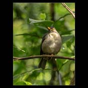 Click for Larger Image