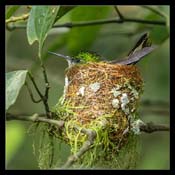 Click for Larger Image