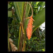 Click for Larger Image