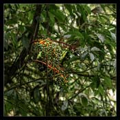 Click for Larger Image