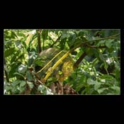 Click for Larger Image